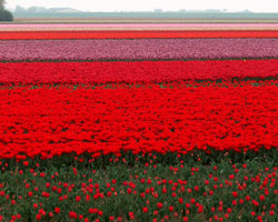 Uitzicht op bloembollenveld